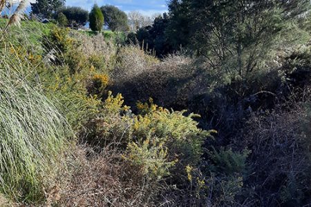 Filled with Gorse