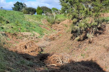 Cleared of Gorse