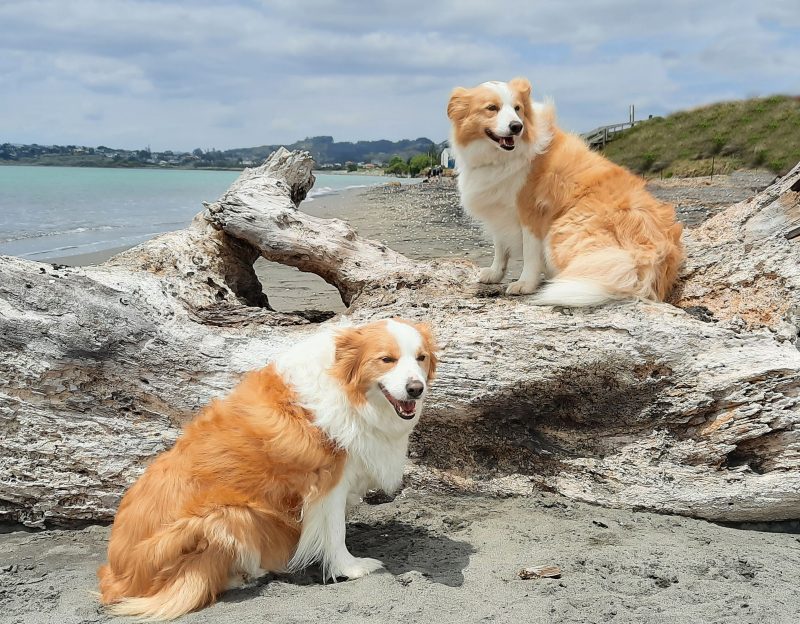ecodogs